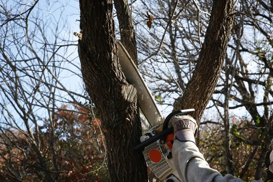 How Tree Cutting Services Improve the Health of Your Landscape Fairbanks, AK