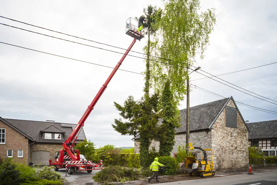 Why You Should Hire a Professional Tree Cutting Service Fairbanks, AK