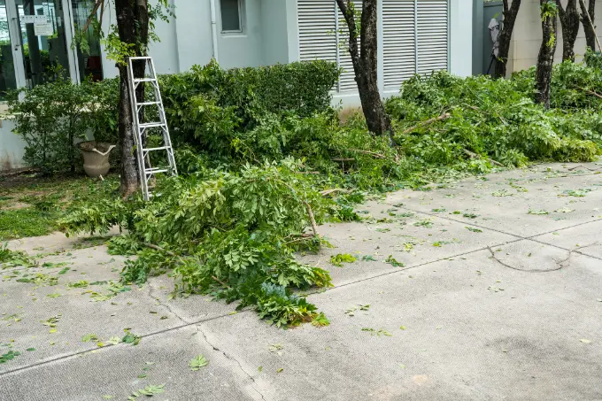 Tree Care Service